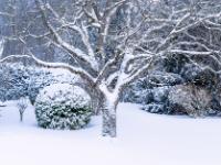 Neue Schneeauflage auf verästeltem Baum und Strauch